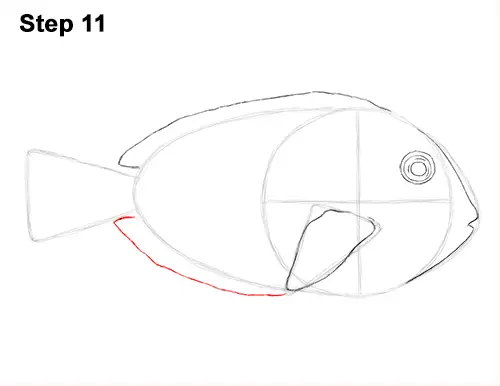 Draw Regal Blue Tang Fish 11