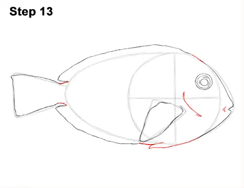 Draw Regal Blue Tang Fish 13