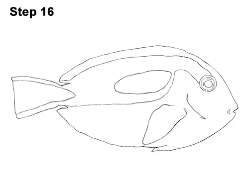 Draw Regal Blue Tang Fish 16