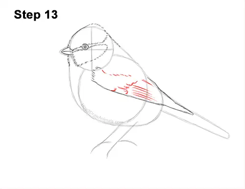 How to Draw a Eurasian Blue Tit Bird 13