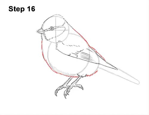 How to Draw a Eurasian Blue Tit Bird 16
