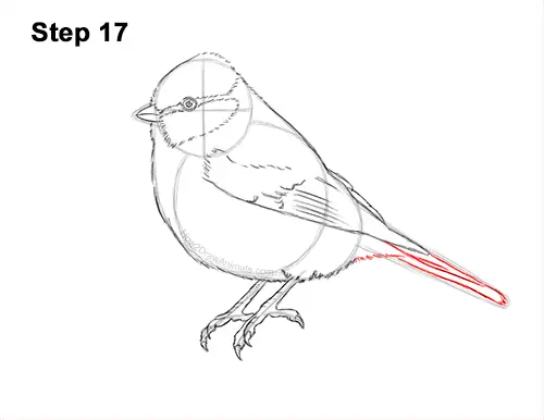 How to Draw a Eurasian Blue Tit Bird 17
