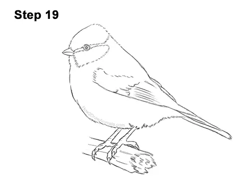 How to Draw a Eurasian Blue Tit Bird 19