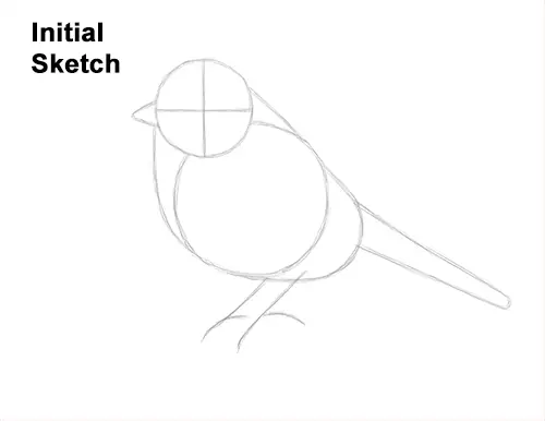 How to Draw a Eurasian Blue Tit Bird Guides Lines