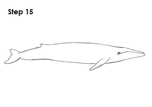 How To Draw A Blue Whale