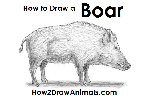 Draw Boar