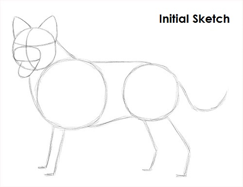 How to Draw a Border Collie