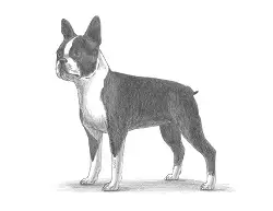 How to Draw a Bston Terrier Puppy Dog