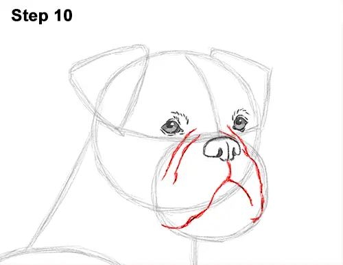 Draw Boxer Dog 10