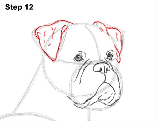 Draw Boxer Dog 12