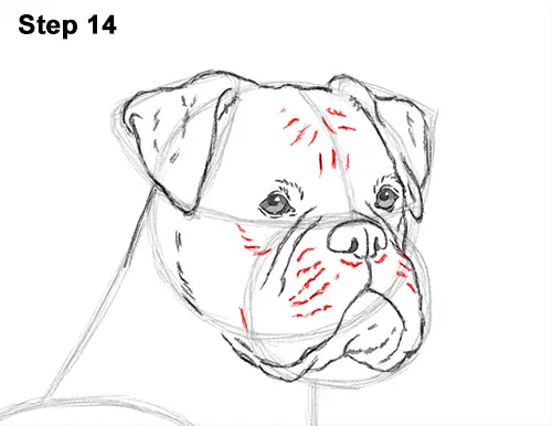 Draw Boxer Dog 14