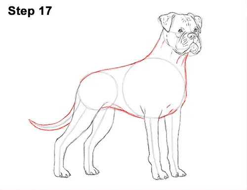 Draw Boxer Dog 17