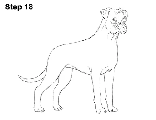 Draw Boxer Dog 18