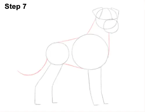 Draw Boxer Dog 7