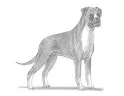 How to Draw a Boxer Dog