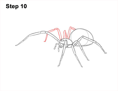 How to Draw a Brown Recluse 10
