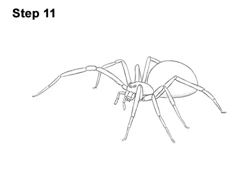 How to Draw a Brown Recluse 11