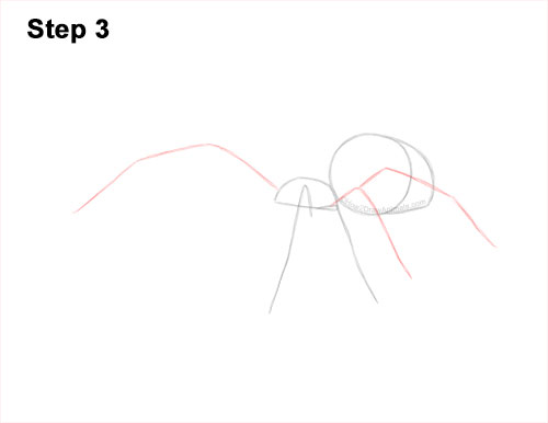 How to Draw a Brown Recluse 3