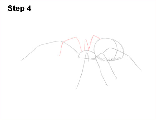 How to Draw a Brown Recluse 4