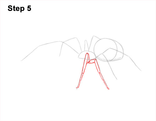 How to Draw a Brown Recluse 5