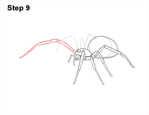 How to Draw a Brown Recluse 9