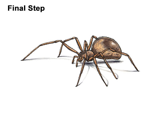 How to Draw a Brown Recluse Last