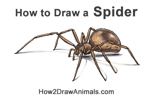 How to Draw a Brown Recluse