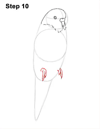 How to Draw Cute Budige Budgerigar Parakeet Bird Color Blue 10