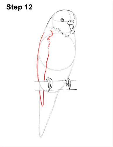 How to Draw Cute Budige Budgerigar Parakeet Bird Color Blue 12