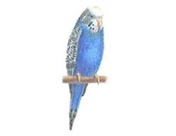 How to Draw a Blue Budgie Parakeet