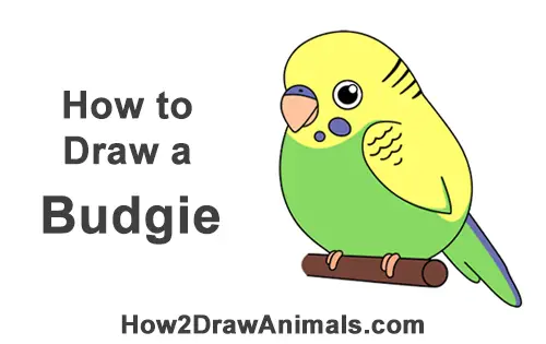 How To Draw A Budgie Cartoon