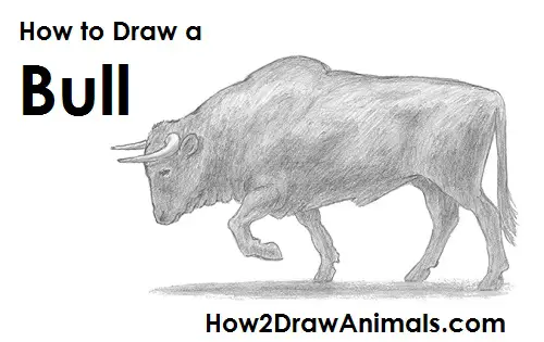 Draw Bull