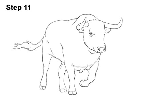 How to Draw a Bull Charging Forward 11