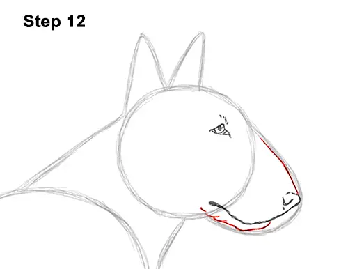 How to Draw a Bull Terrier Dog Puppy Side View 12