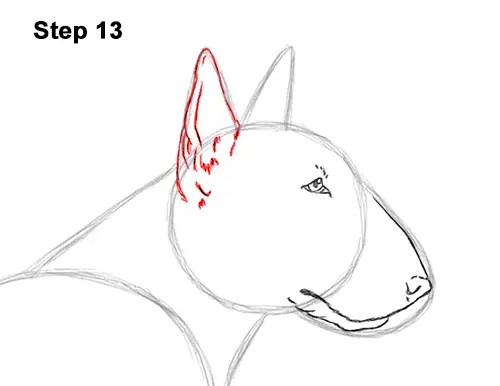 How to Draw a Bull Terrier Dog Puppy Side View 13