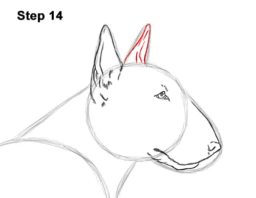 How to Draw a Bull Terrier Dog Puppy Side View 14
