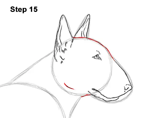 How to Draw a Bull Terrier Dog Puppy Side View 15
