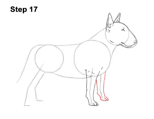 How to Draw a Bull Terrier Dog Puppy Side View 17