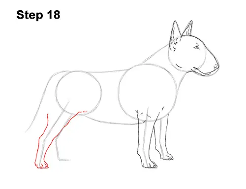 How to Draw a Bull Terrier Dog Puppy Side View 18