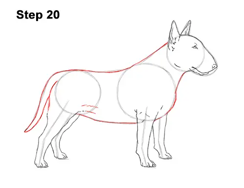 How to Draw a Bull Terrier Dog Puppy Side View 20