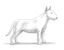 Featured image of post How To Draw A Dog From The Side - You just need to study carefully their anatomy and understand once you are done, draw a circle and a rectangle on each side of your animal to form the back legs.