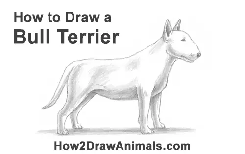 How to Draw a Bull Terrier Bully Dog Puppy Side View