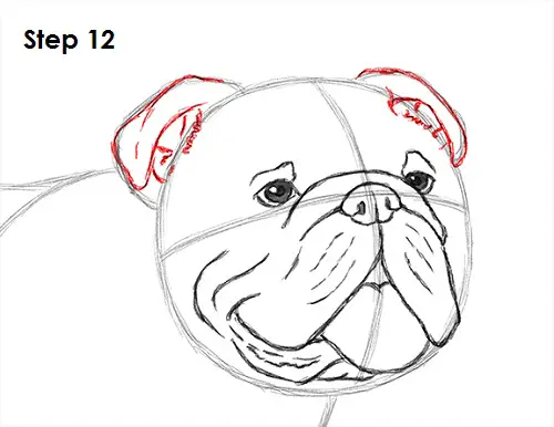 Draw Bulldog 12