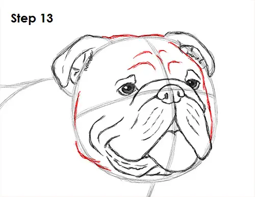 Draw Bulldog 13