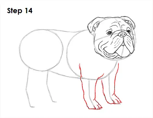 Draw Bulldog 14