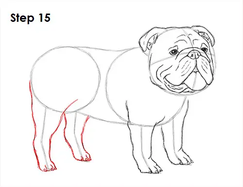 Draw Bulldog 15