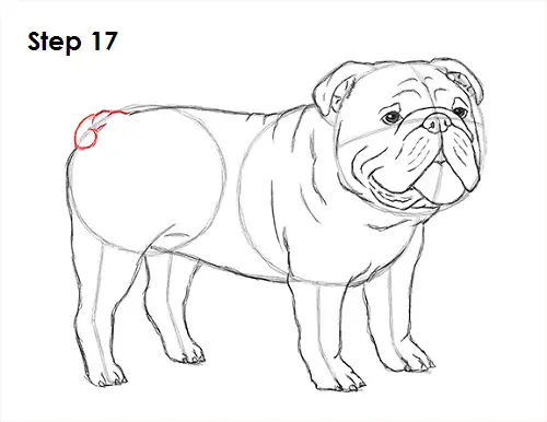 Draw Bulldog 17