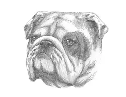 How to Draw a Bulldog Head Detail Portrait