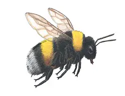 How to Draw a Yellow Bumblebee Flying