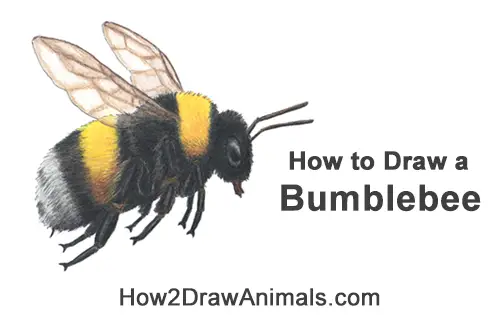 How to Draw a Bumblebee Bee Flying Color